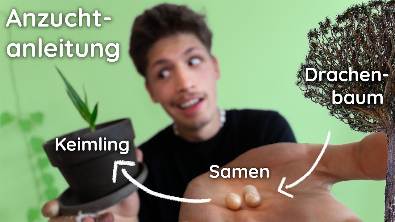 Drachenbaum aus Samen ziehen - Tipps zu Samen, Standort, Substrat, Gießen und Topf