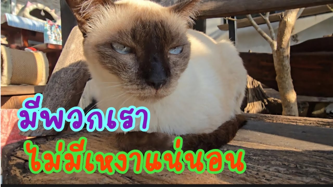 มีพวกเรา..ไม่มีเหงาแน่นอน!! #แมวจร #catlover #cat #ผู้กองแขกกับแมวจร Vol.2 