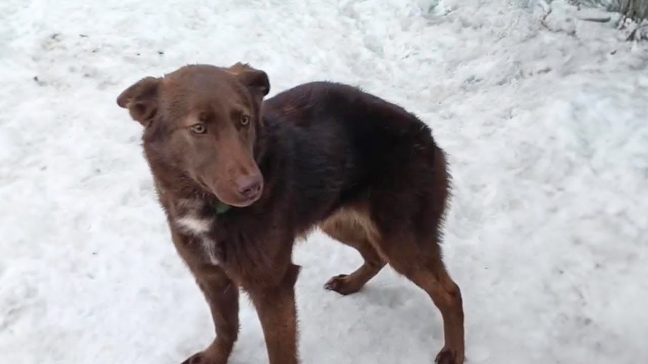 The puppy lost her faith and fled with her back broken into the snow field