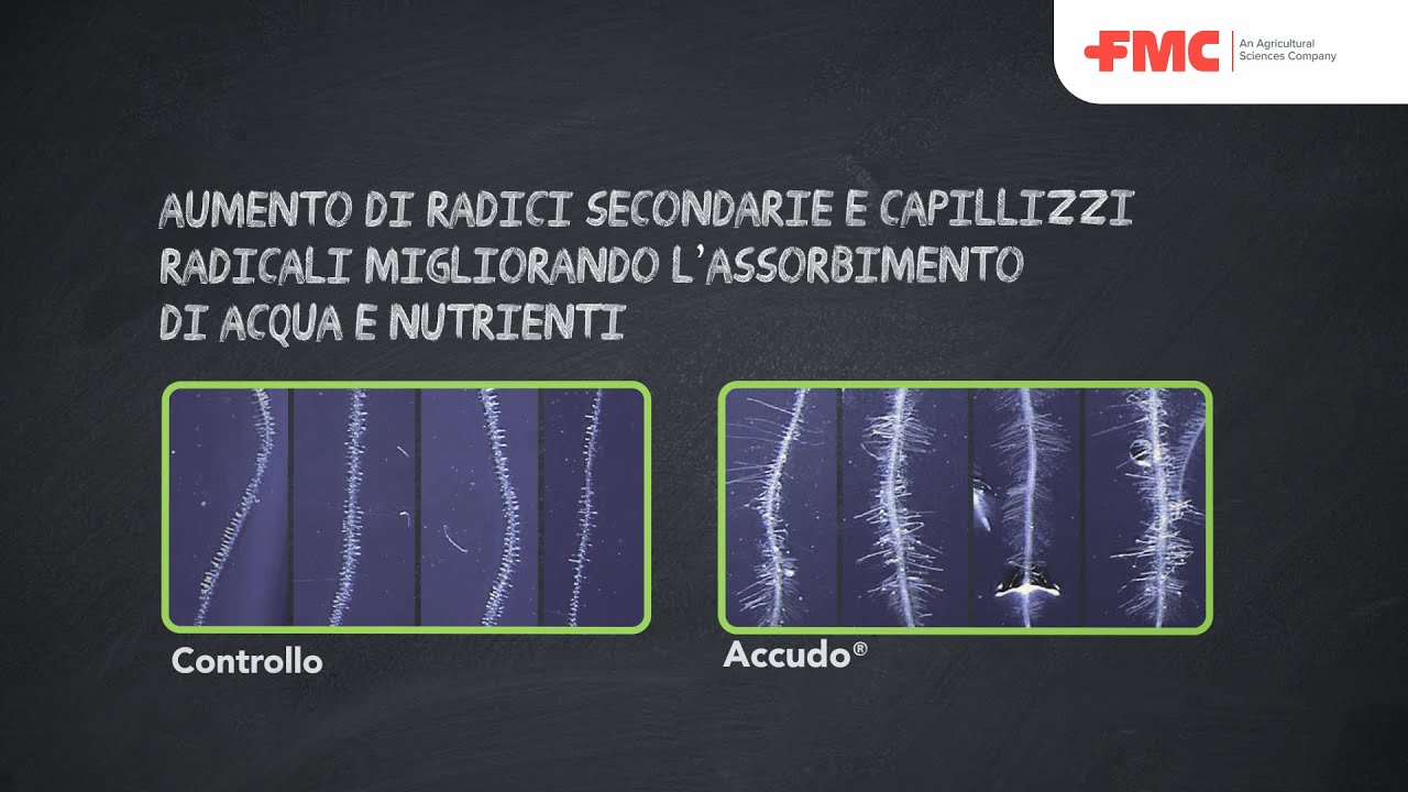 Accudo&reg;: l'innovativa soluzione biostimolante FMC