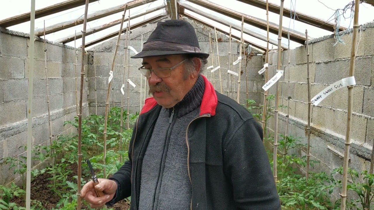 Tuteurage des plants de tomates