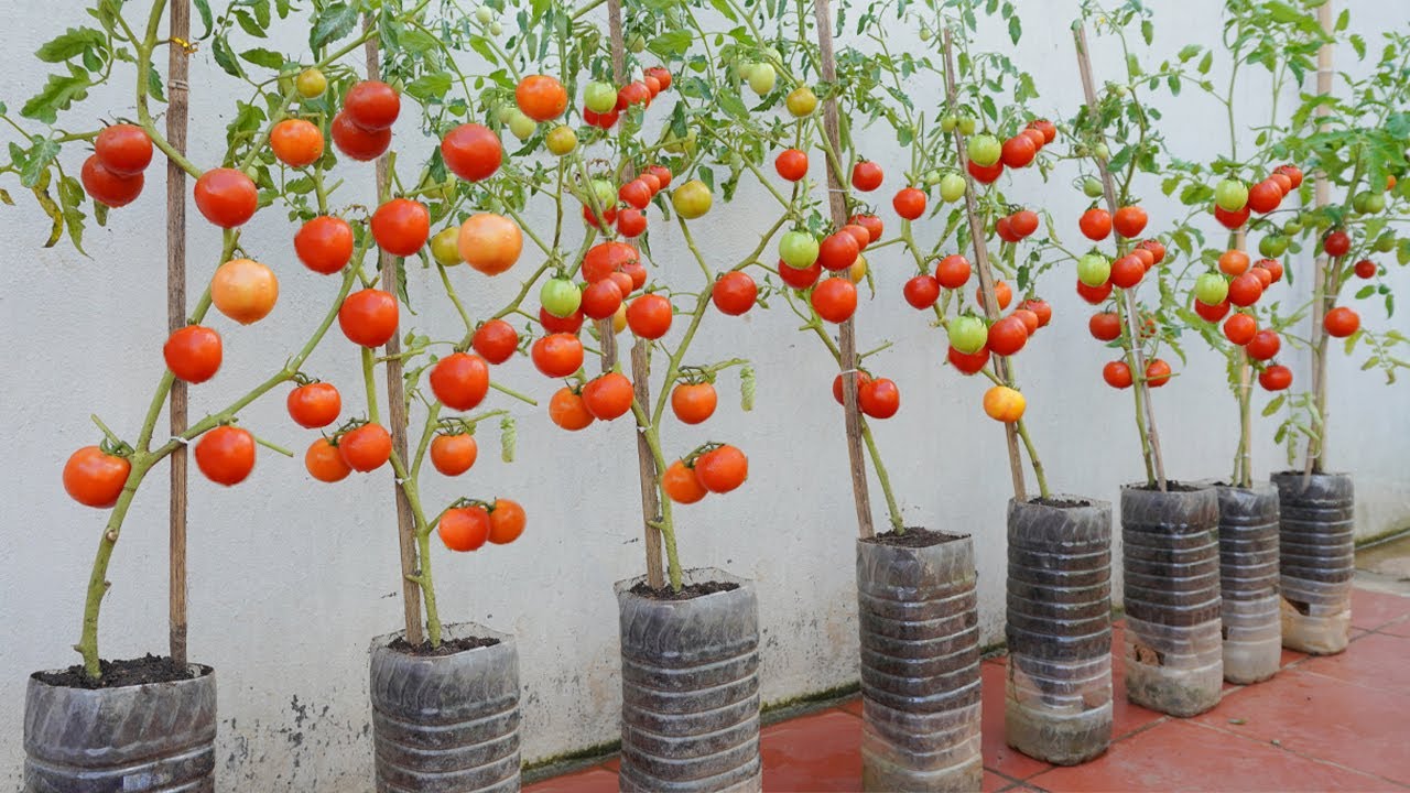 Surprise? With just a few plastic bottles, you can have a tomato garden for your family