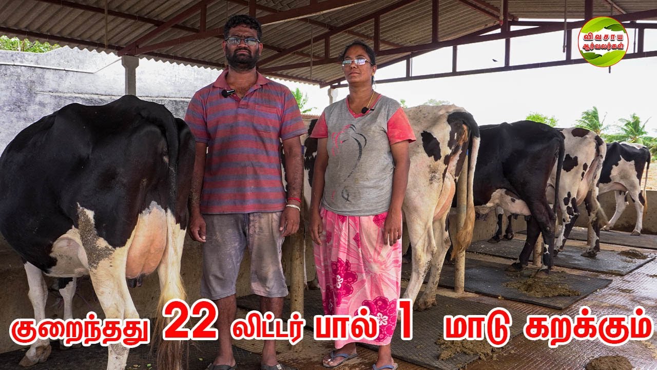 கணவன் மனைவி நடத்தும் 26 HF மாடுகள் கொண்ட பண்ணை|VS மாட்டு தீவனம் பழனி 