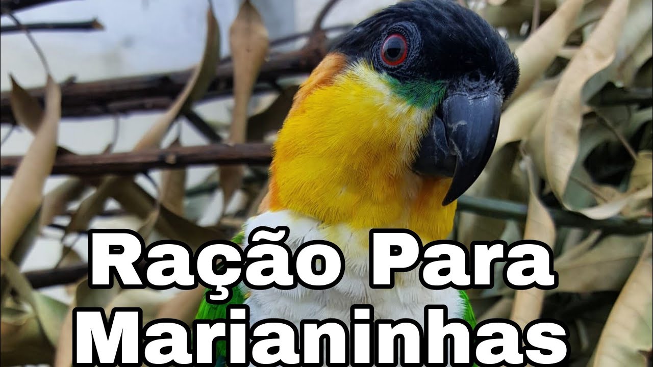 Qual Ra&ccedil;&atilde;o Para Marianinhas