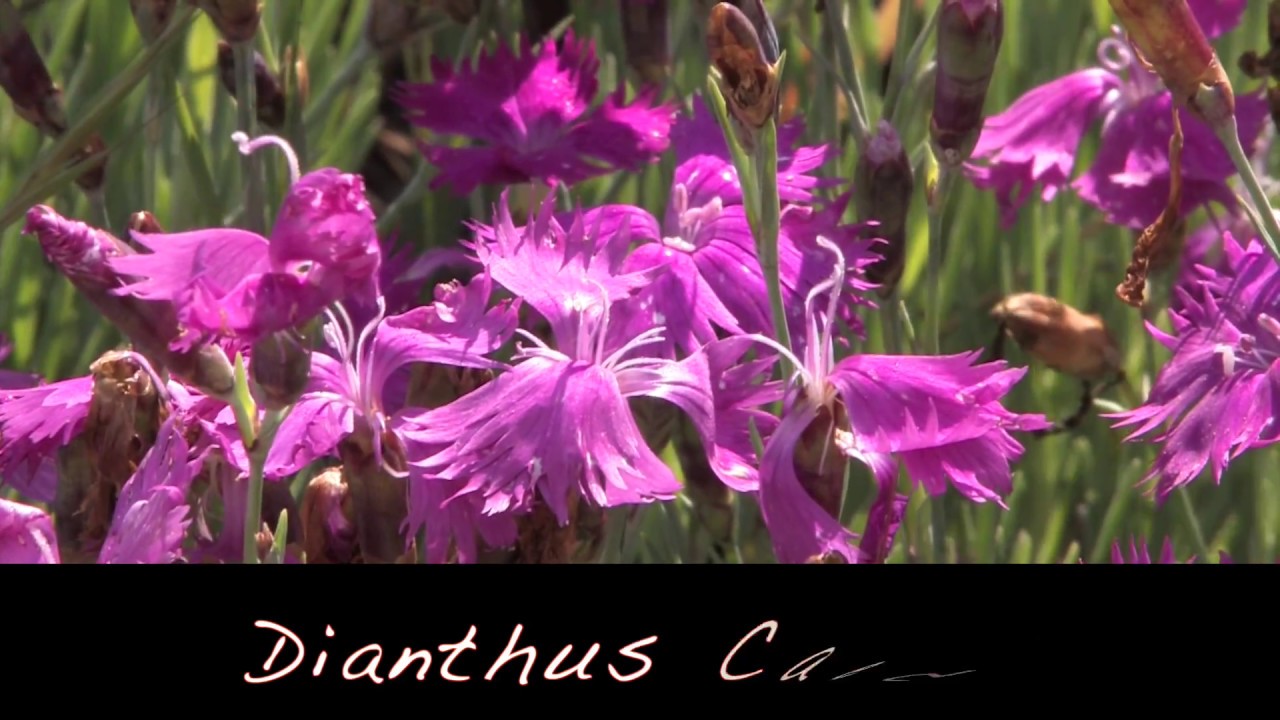 Plantes Jardin sec