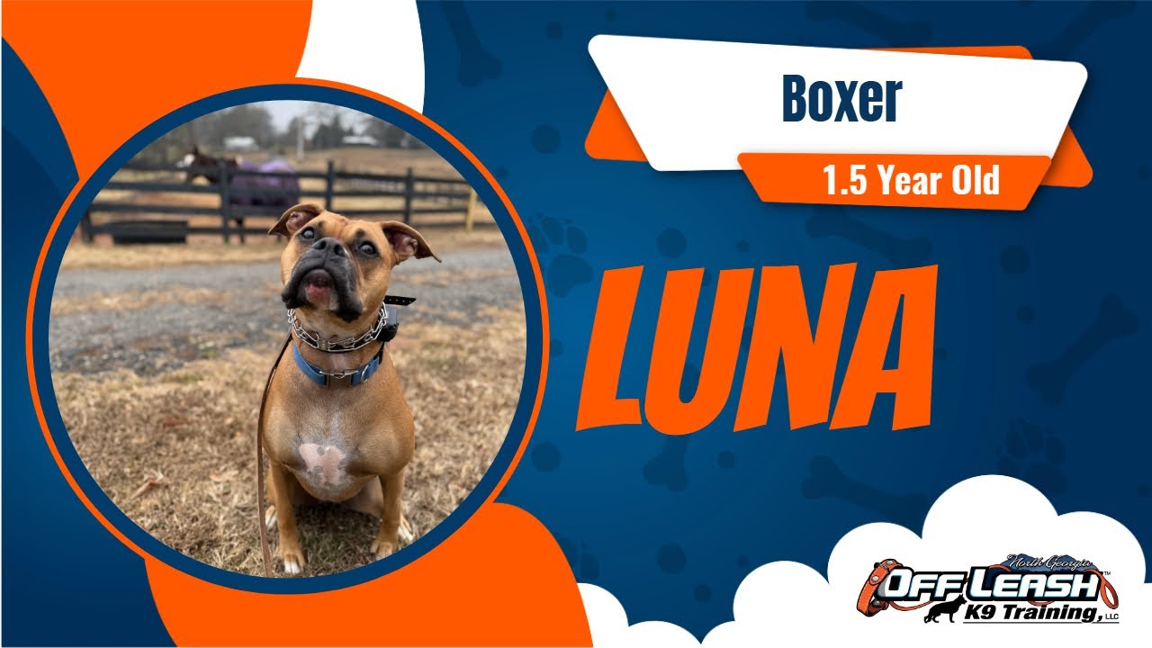 From Pulling to Polished 🐾 | Luna the Boxer’s Off-Leash Training Transformation