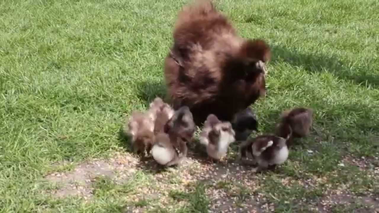 Zijdehoender met kuikens in de tuin.