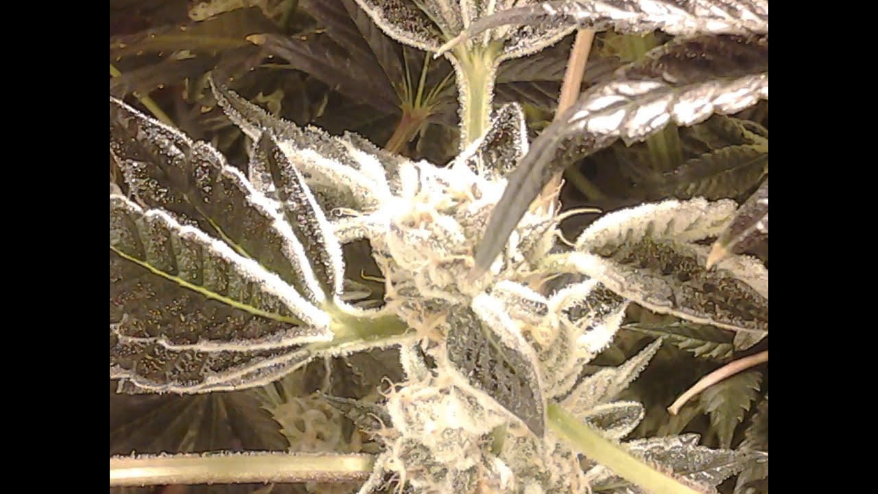 Indoor cannabis horticulture:420 grow tent in between weeks 5 and 6