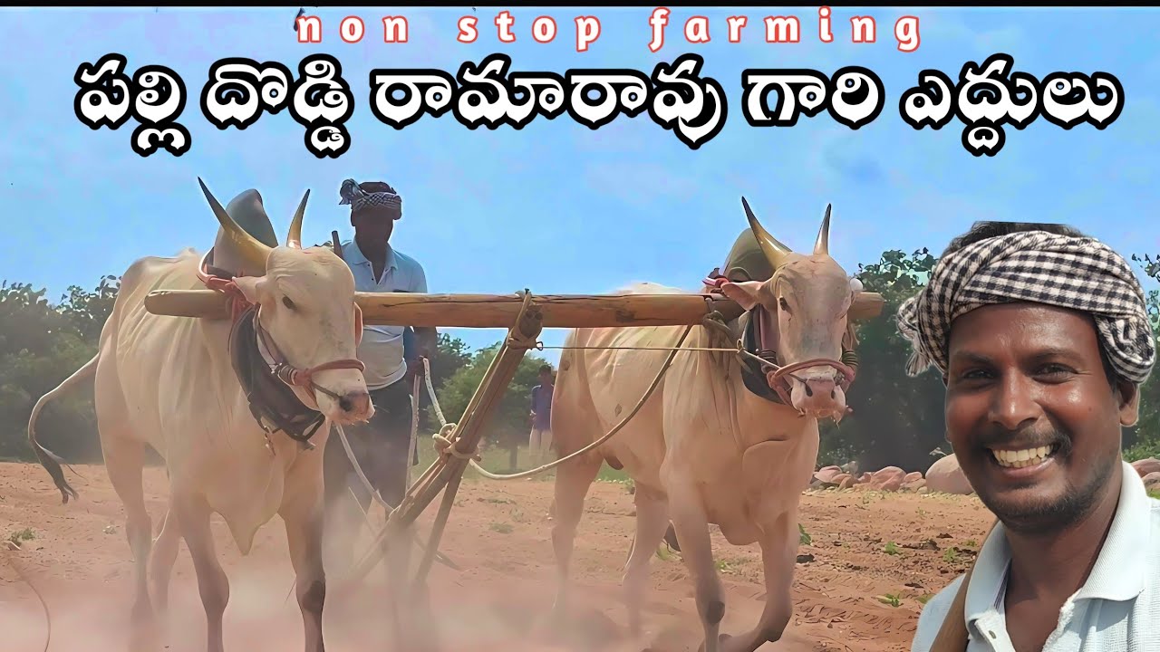 Pallidoddi Ramarao Kilara Cattils Videos 2025 || Bigg Size kilara Cattils Videos Pallidoddi