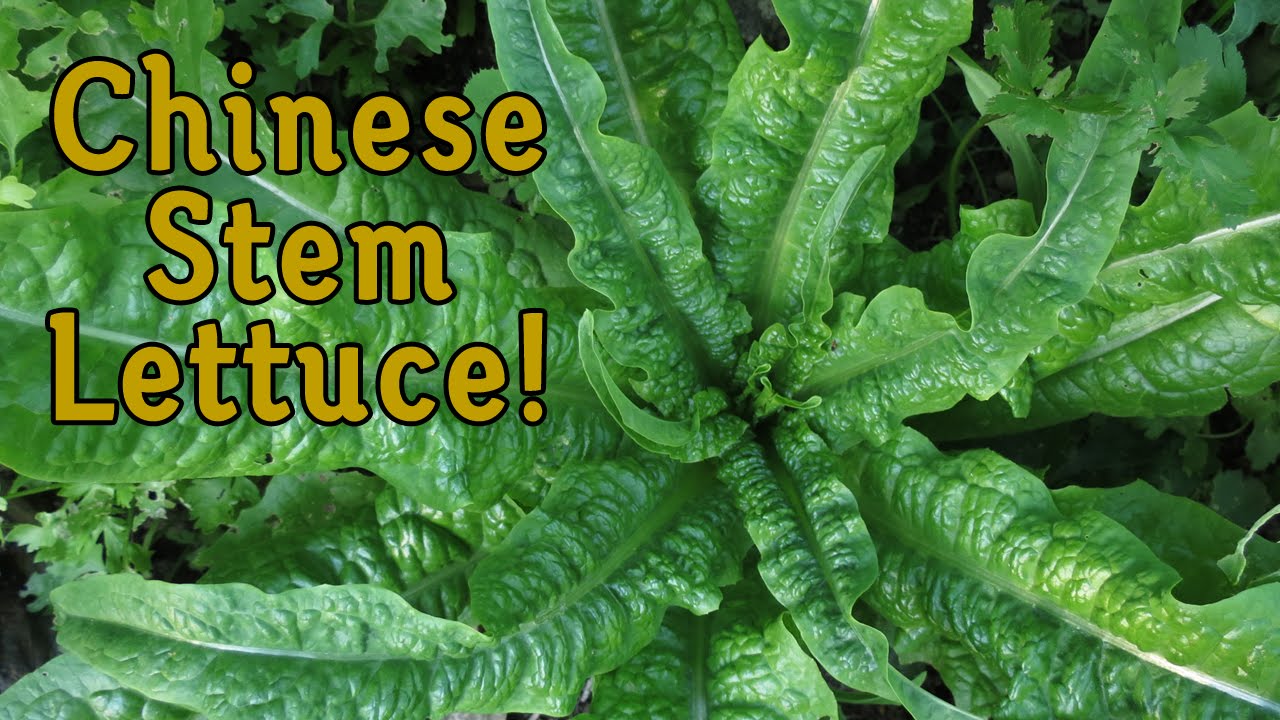 How to Grow Chinese Stem Lettuce