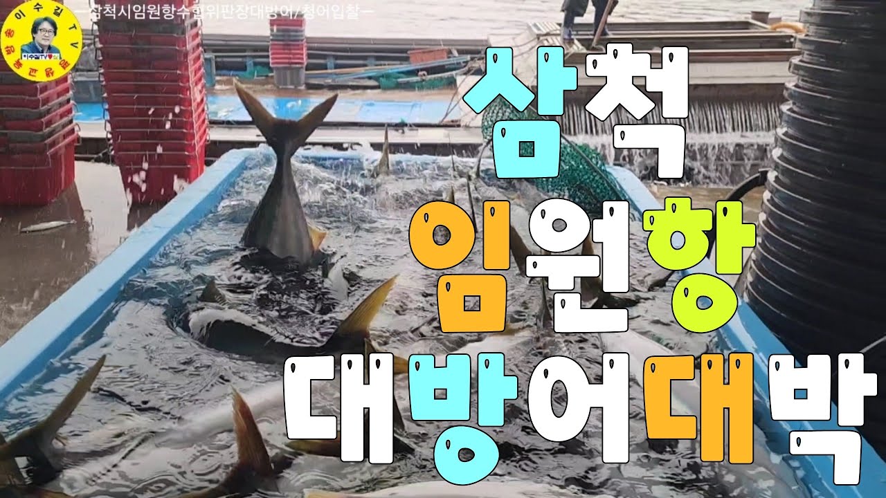 水産市場 삼척시임원항 수협위판장 대방어대박 입찰현장 견문록♡삶2325/Samcheok Imwon port, korea