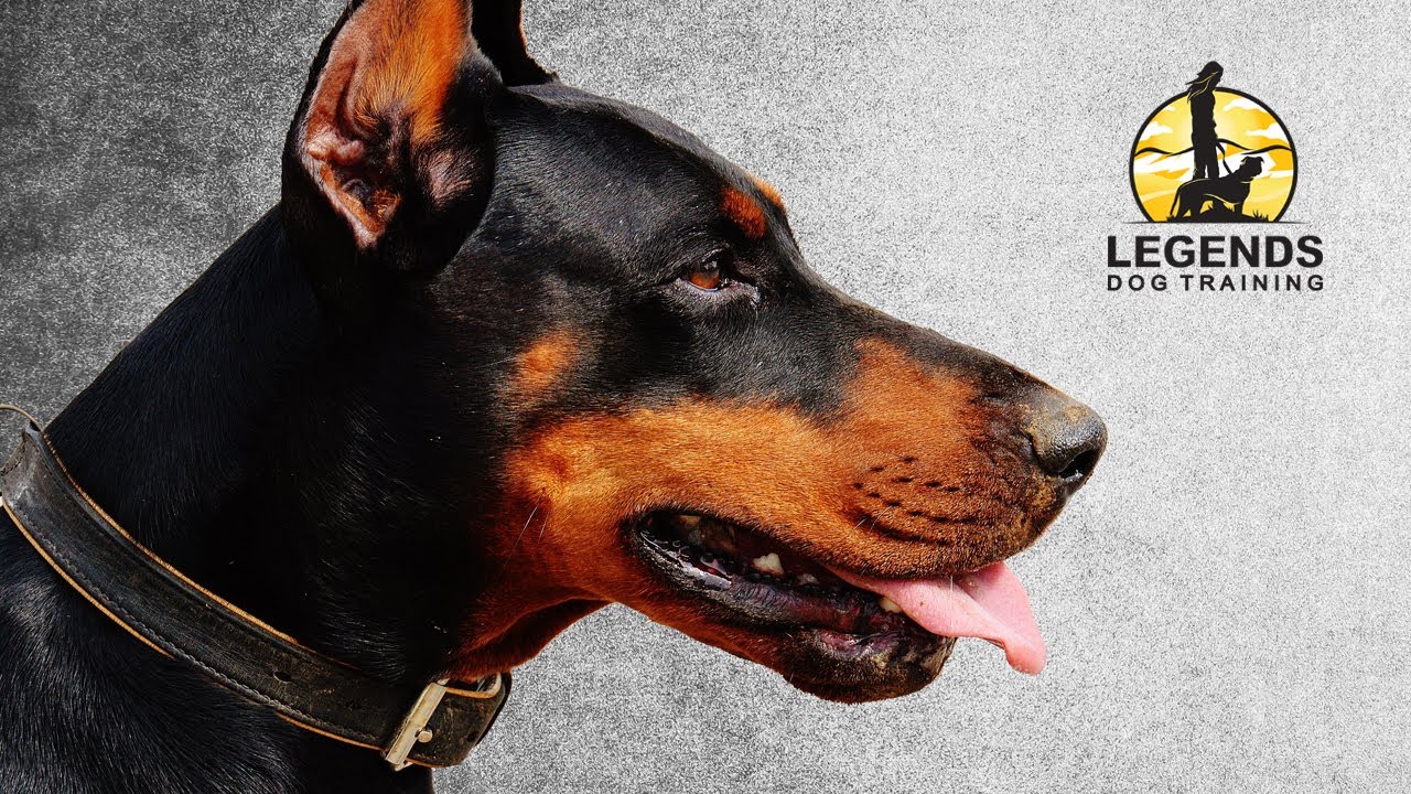 Doberman Pinscher: Leash Training