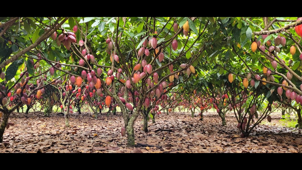 Cacau de Alta Produtividade/Fazenda Voo Livre