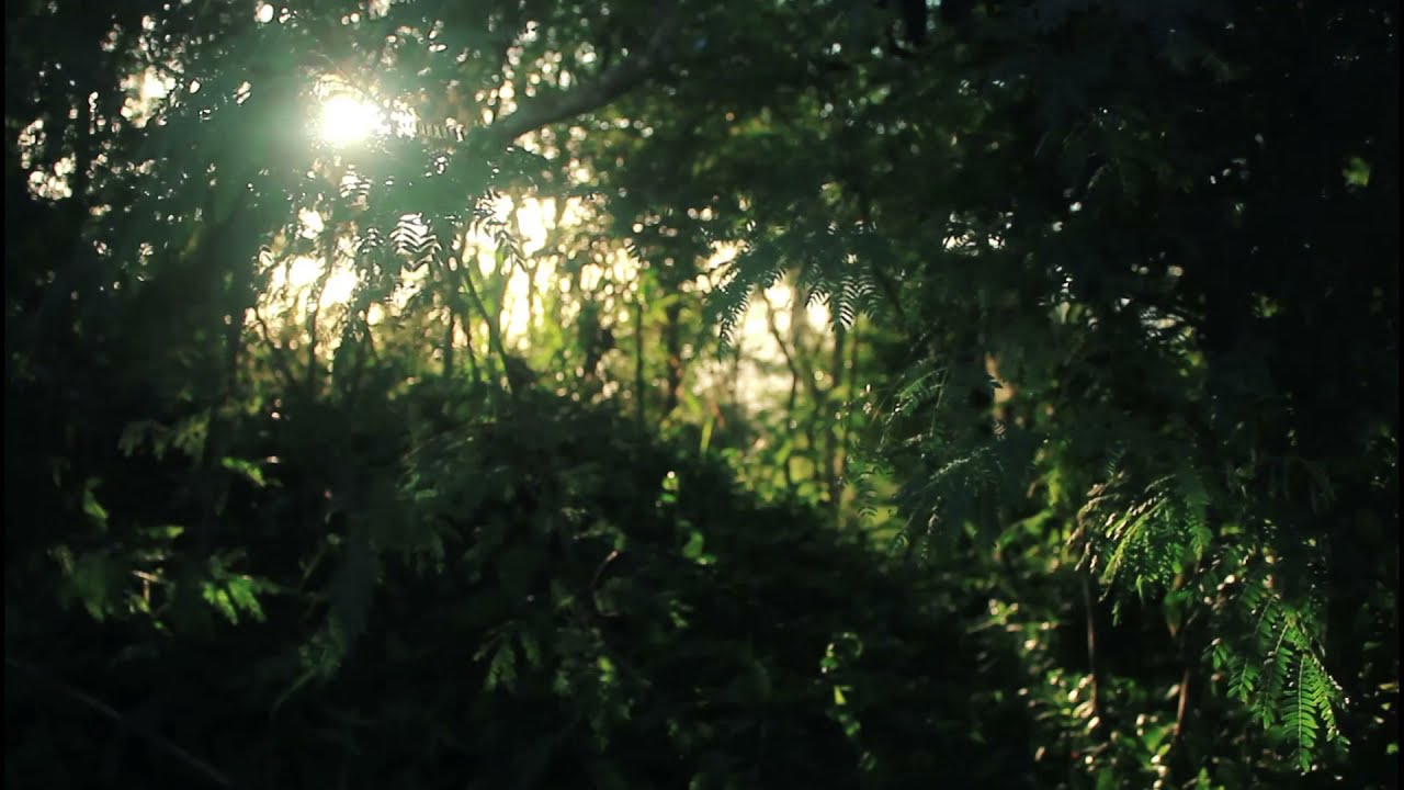 Звуки джунглей для сна, Classic jungle sounds for sleep