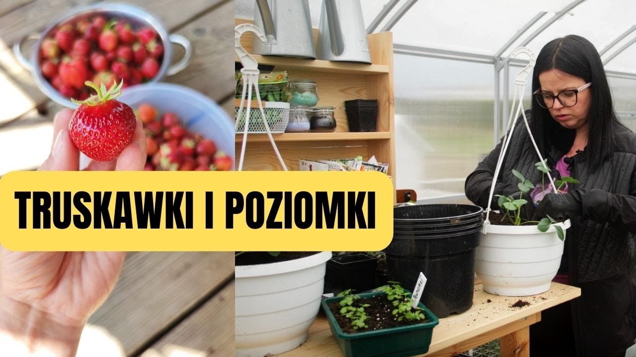 TRUSKAWKI do gruntu i truskawki do donic. POZIOMKI. Kiedy sadzić truskawki. Sadzonki truskawek