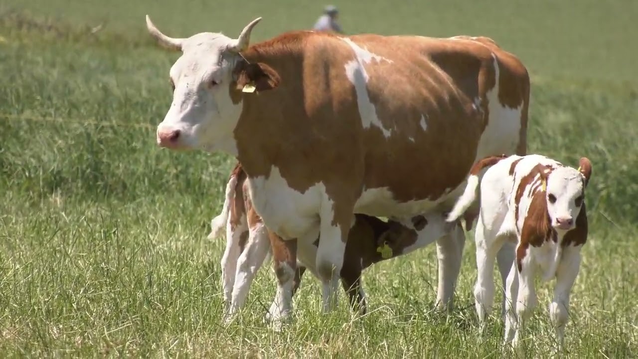 Cows and Wings LSZH 2023 mix