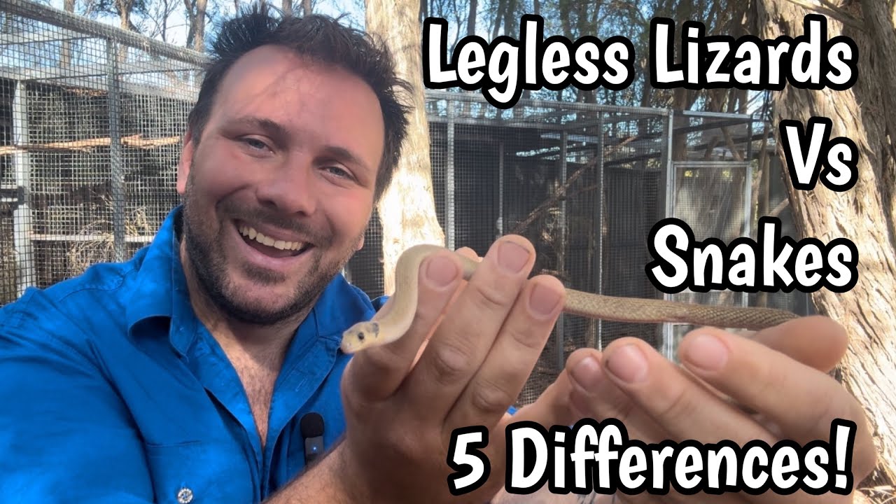 Legless Lizards Vs Snakes - What’s the difference?