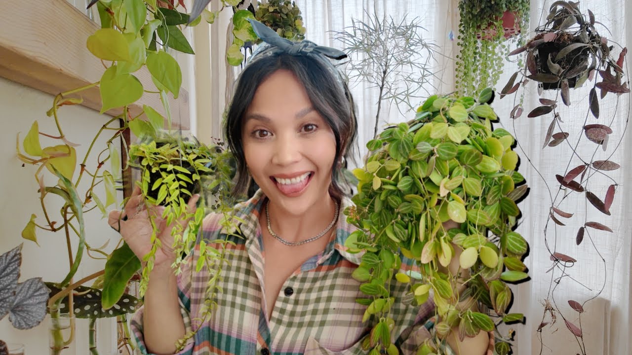 5 Super Cute Hanging Plants I Love + Sunroom Sneak Peek!