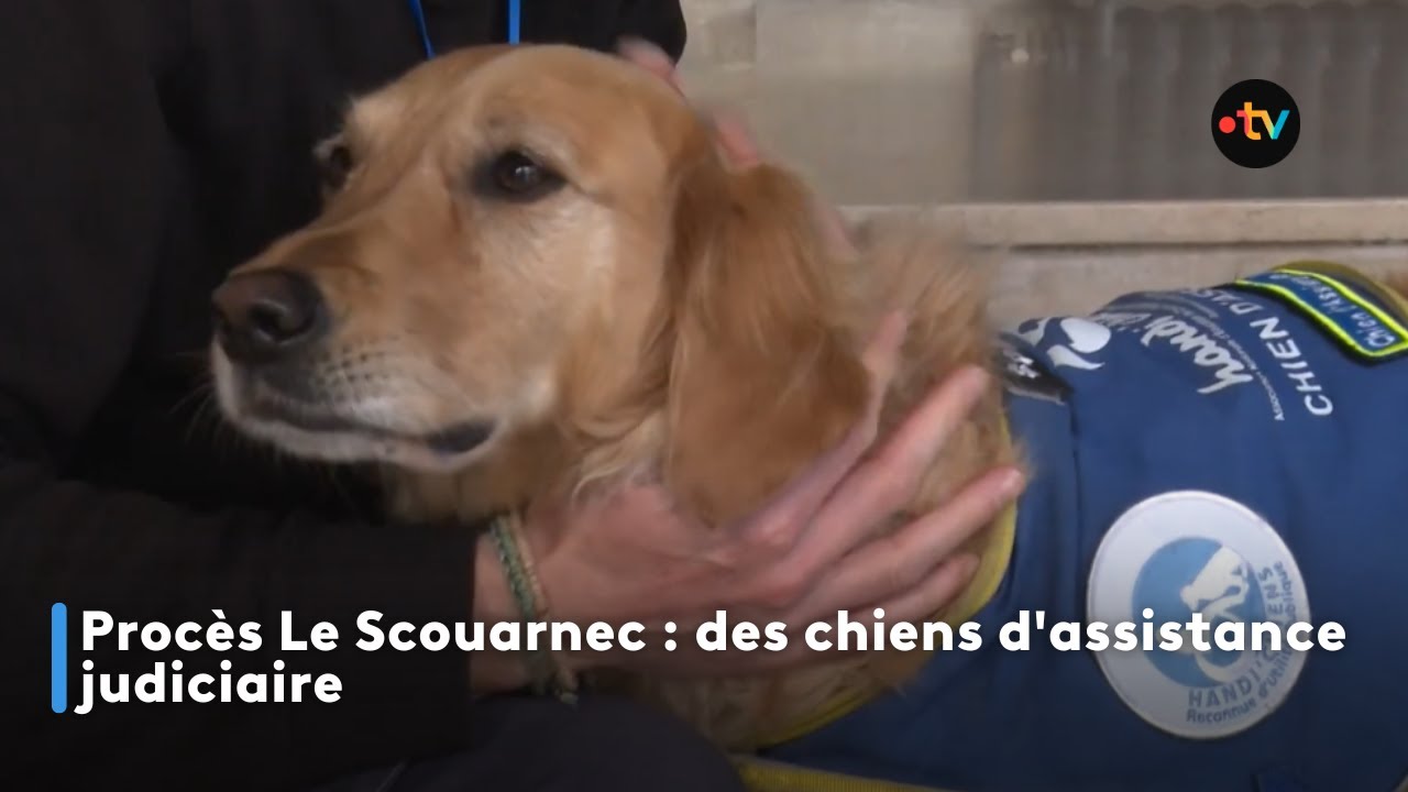 Procès Le Scouarnec : des chiens d'assistance judiciaire