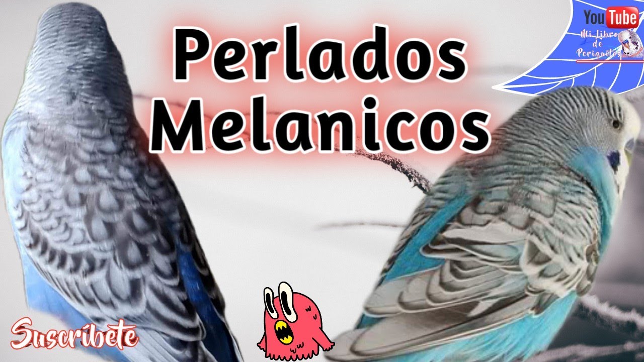 Periquitos Perlados Melanicos 🦜