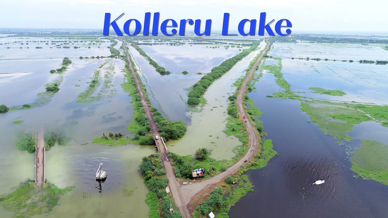 Kolleru view