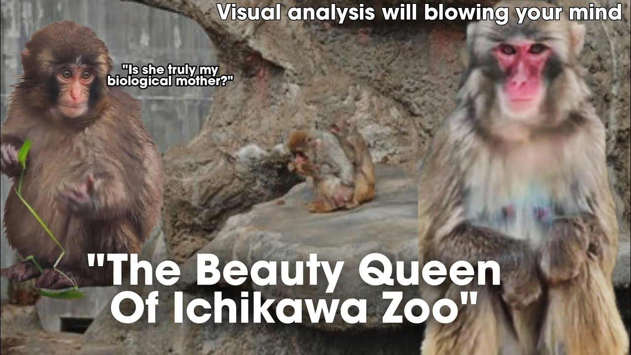 Has Punch&rsquo;s Biological Mother Been Revealed? The Truth About The Beauty Queen Of Ichikawa Zoo