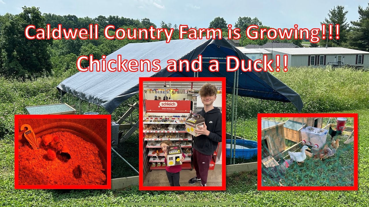 FINALLY Getting Chickens (and a DUCK) - Caldwell Country Farm is GROWING