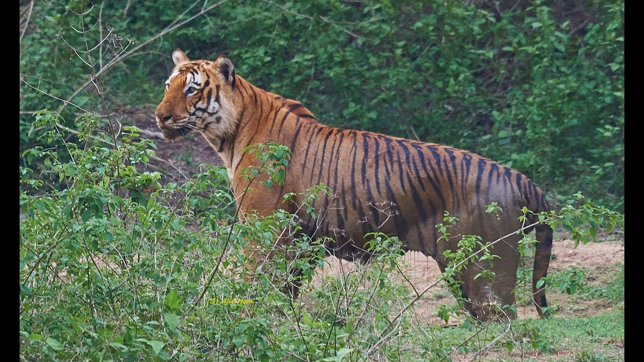 The huge Royal Bengal Tiger Male from Bandipur forest