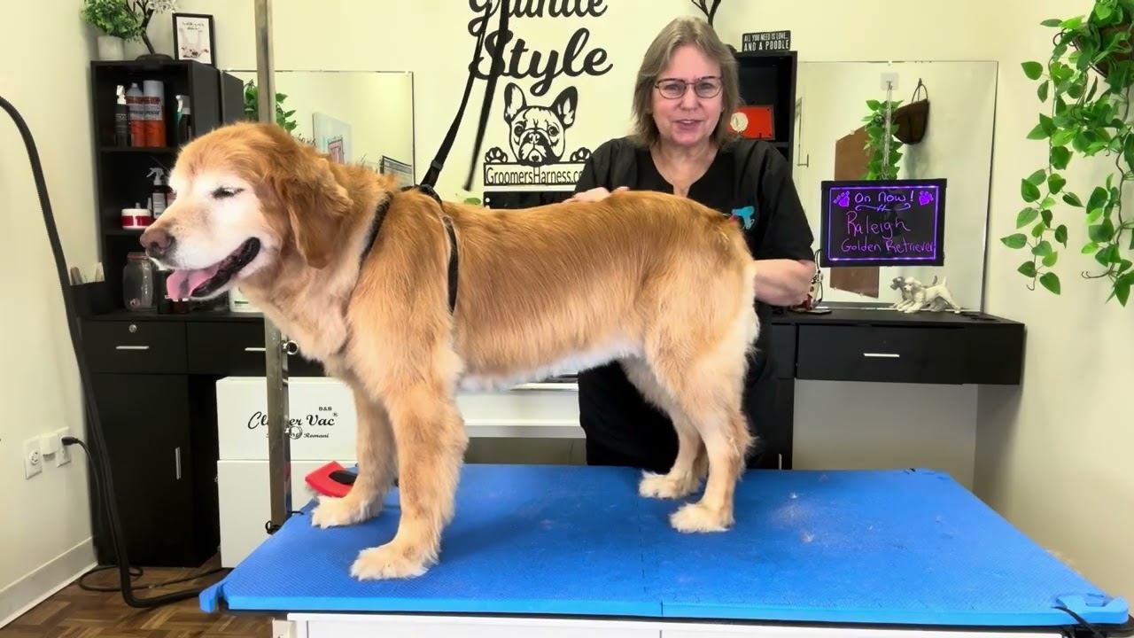 Летняя стрижка золотистого ретривера. Пошаговое руководство по созданию красивой короткой стрижки...