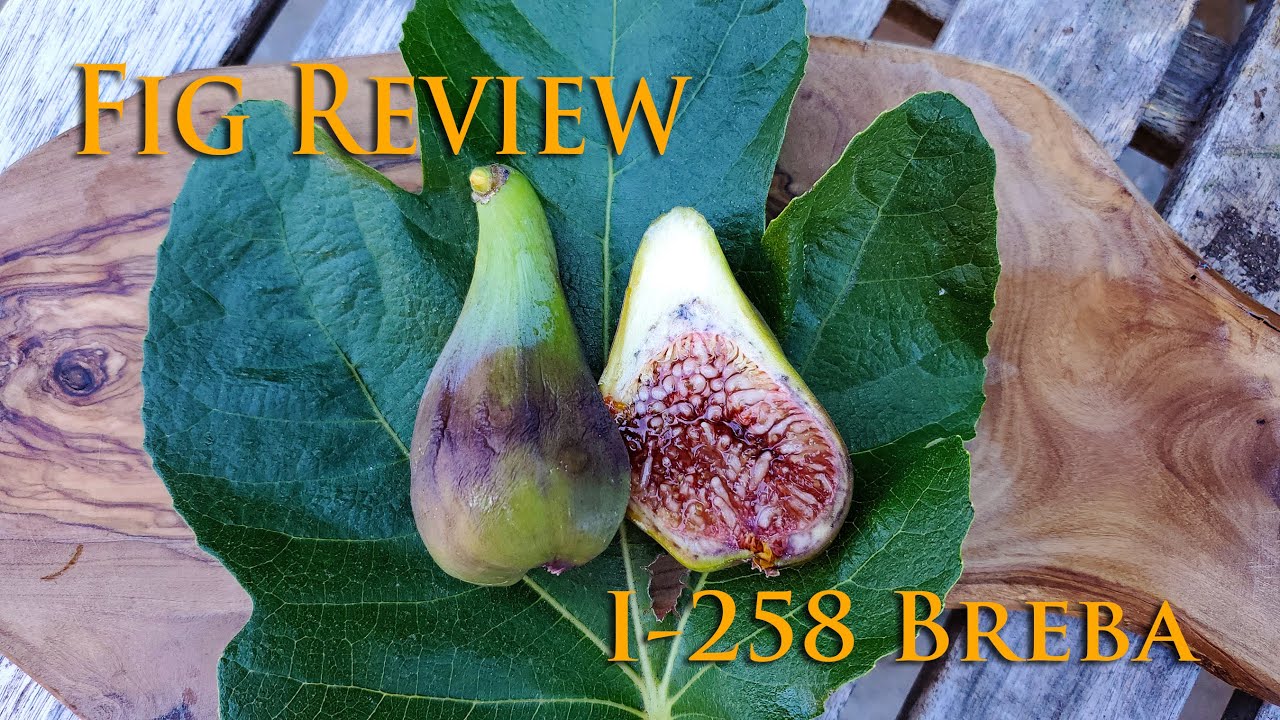 Fig Review: I-258 Breba Fig 2020