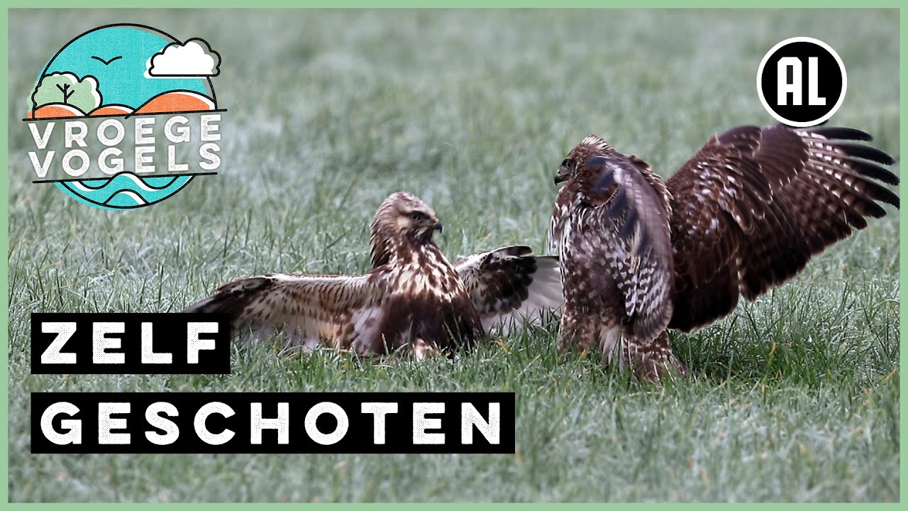 Buizerd versus ruigpootbuizerd | Zelf Geschoten | Vroege Vogels