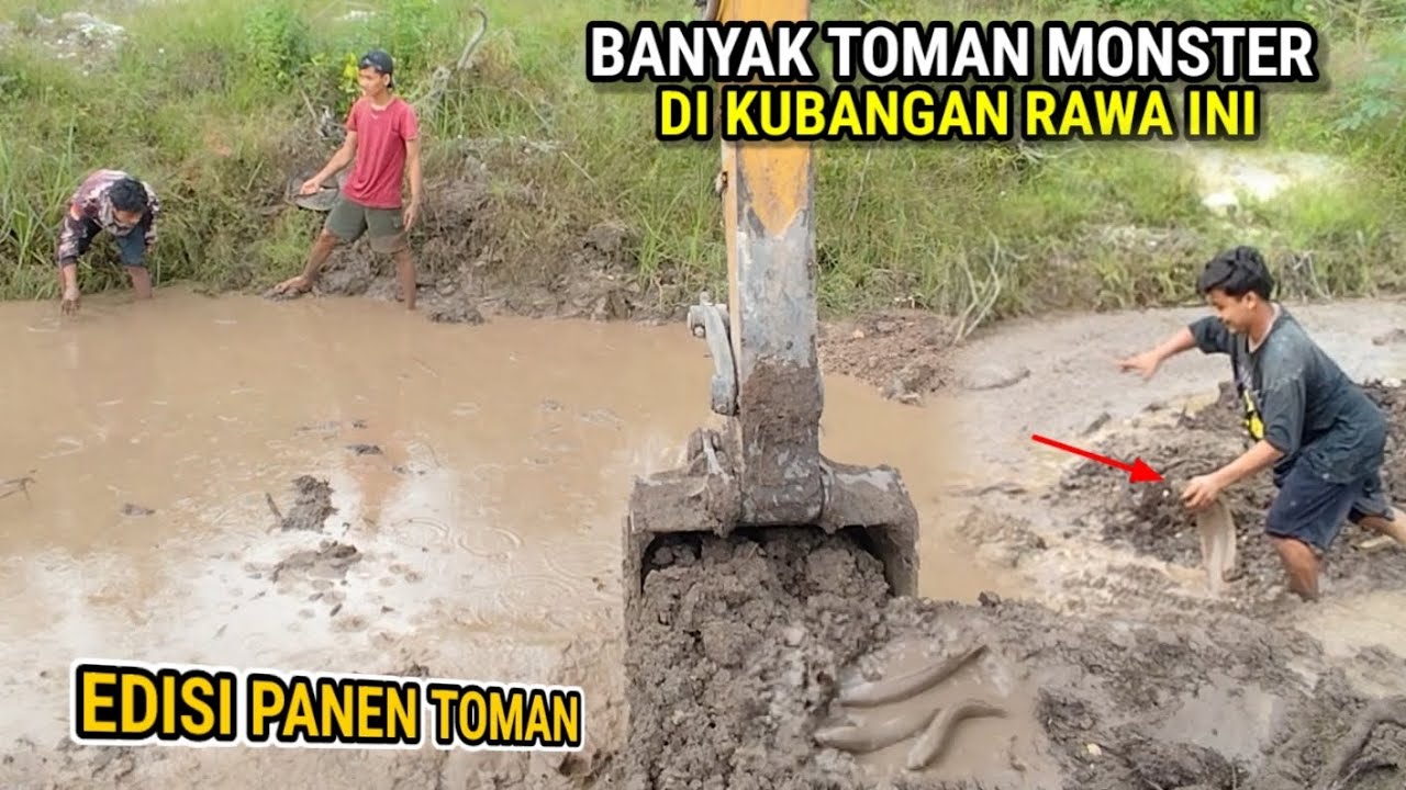 Rejeki nomplok timbun kubangan rawa malah dapat banyak ikan toman monster
