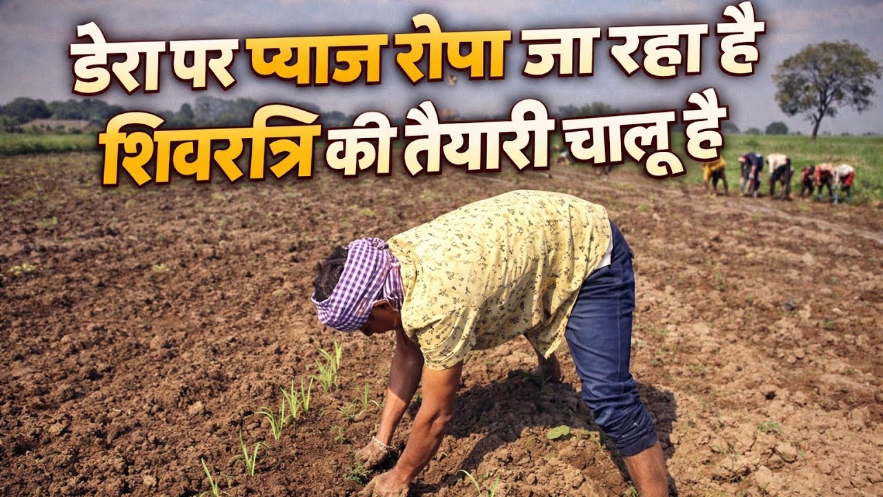 डेरा पर प्याज रोपाई शुरू 🌱 | Shivratri Special | Desi Khet Ka Video #rishirtpvlogs #vlog #trending 
