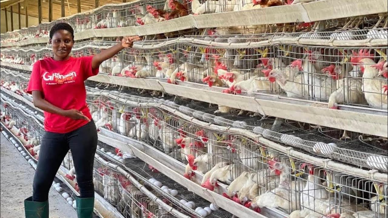 GH¢1,000 to GH¢1 Million: How Layers Poultry Farming Can Make You Rich in Ghana 🇬🇭