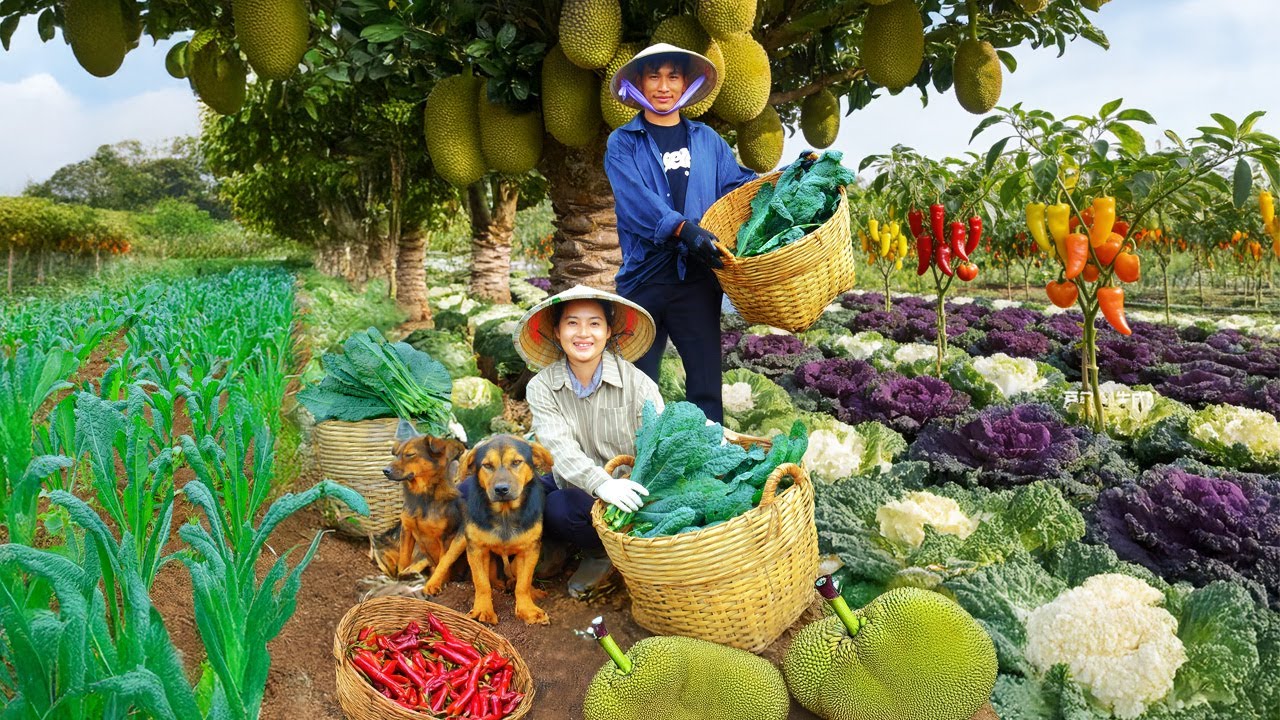 Harvest Homegrown Vegetables: Dinosaur Kale, Jackfruit, Horn Chili To Sell At The Market, Cook Meals