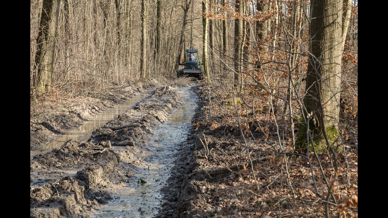 Forstwirtschaft im Oberholz - Wie Sachsenforst Wald- und Bodenschutz im FFH-Gebiet umsetzt…