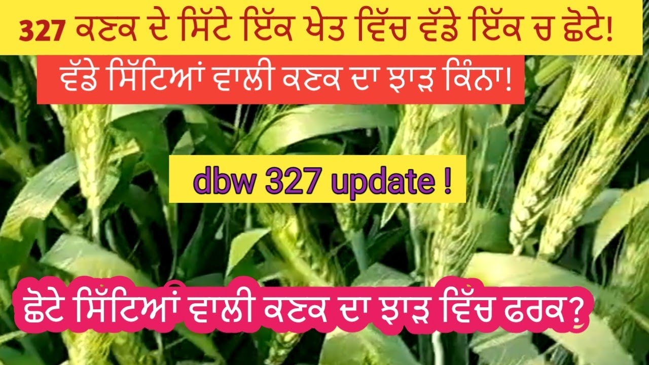 ਕਣਕ ਦੇ ਸਿੱਟੇ ਛੋਟੇ ਵੱਡੇ ਹੋਣ ਦਾ ਕਾਰਨ ਤੇ ਝਾੜ ਕਿੰਨਾ ਘੱਟਦਾ?