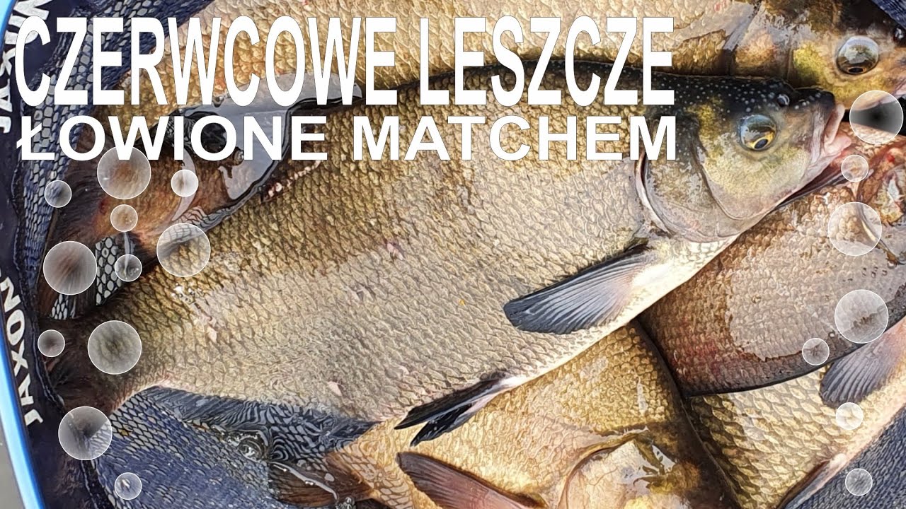 CZERWCOWE LESZCZE ŁOWIONE MATCHEM