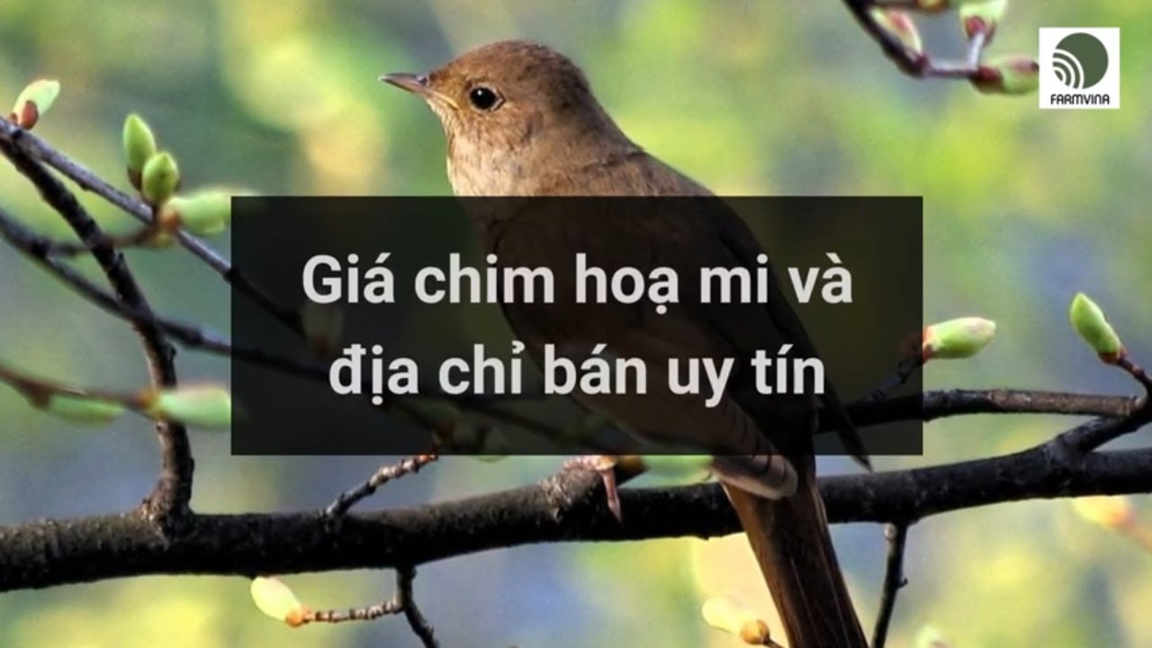 Gi&aacute; chim hoạ mi v&agrave; địa chỉ b&aacute;n uy t&iacute;n