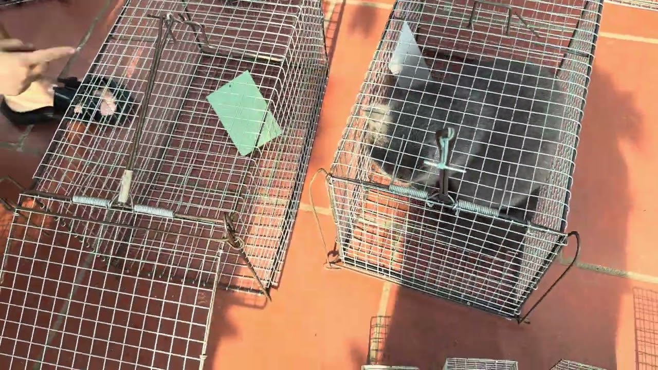 🐰🐰LỒNG MÈO, CHUỘT, SÓC, KHUNG THÉP CHẮC CHẮN🐿️