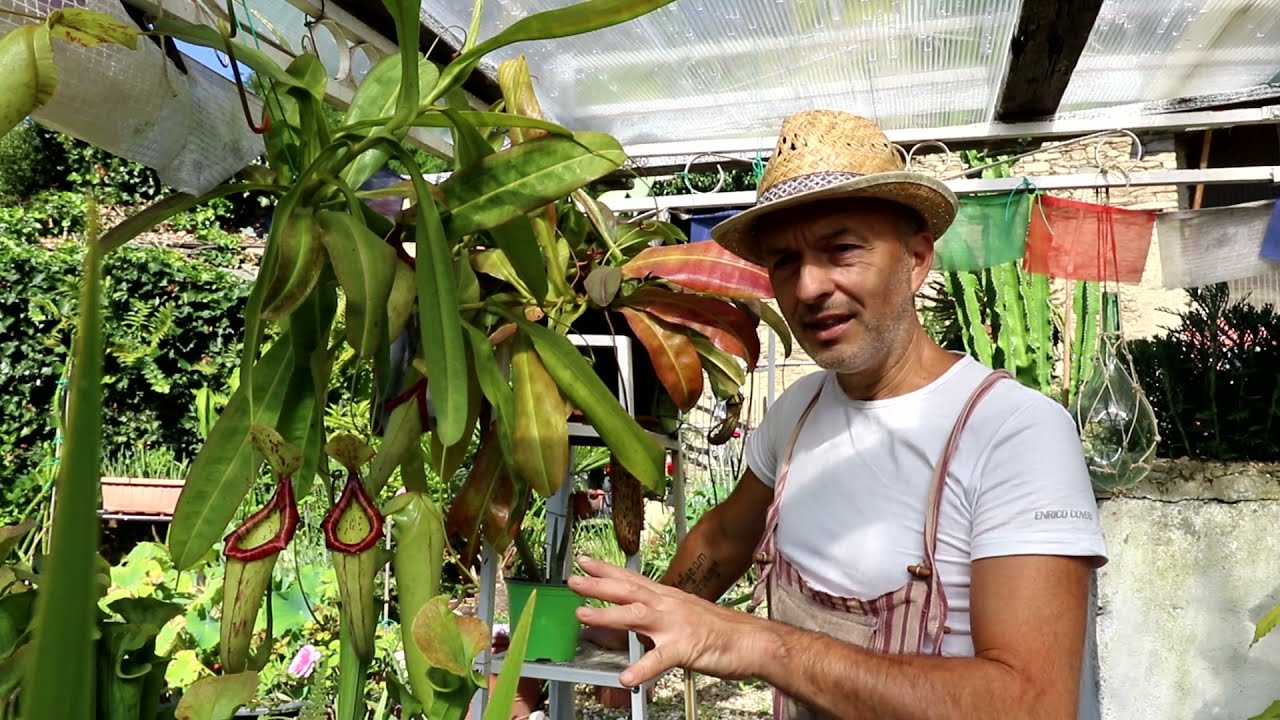 Nepenthes miranda. Una facilissima e spettacolare pianta insettivora.