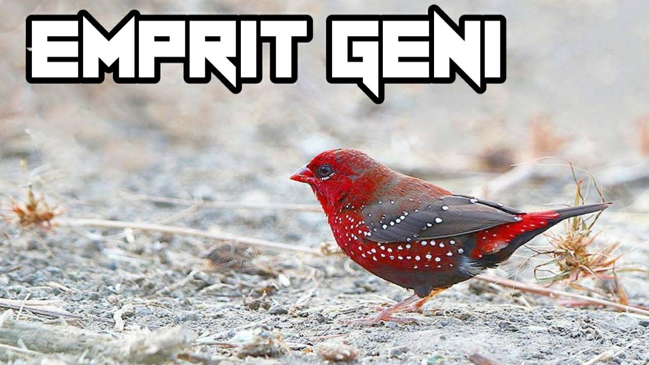 Mengenal Burung Strawberry Finch beserta harganya