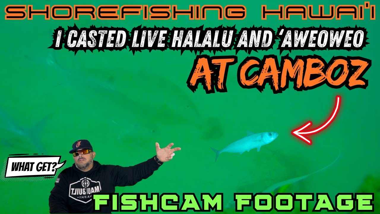 SHOREFISHING HAWAI'I: I CASTED LIVE HALALU AND 'AWEOWEO AT CAMBOZ-FISHCAM FOOTAGE