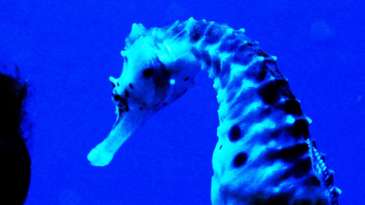 Le Creature MARINE piu' belle IN ACQUARIO