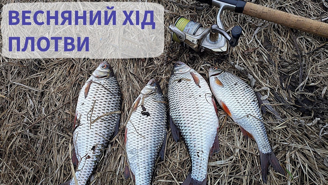 Весняний хід плотви 🔥 | Батони пішли! Ловля плотви на фідер ранньою весною