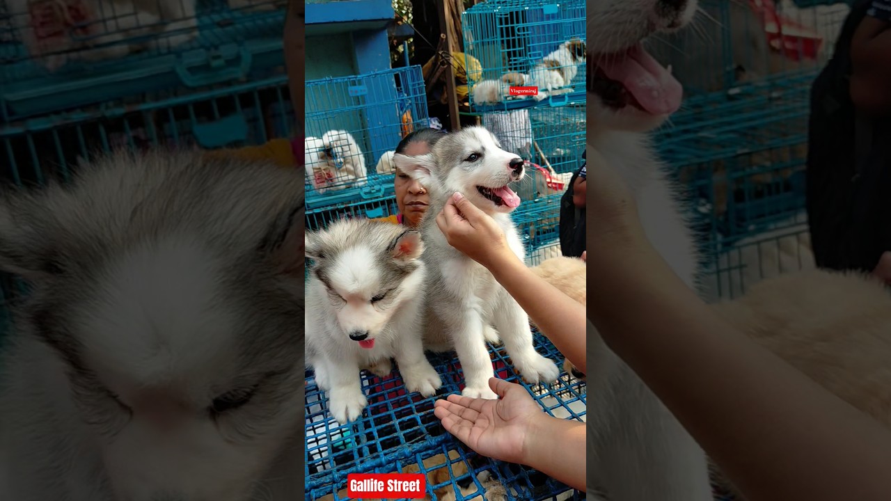 Pet Market Kolkata 😍/lowest price puppy dog/Gallif Street dogs 