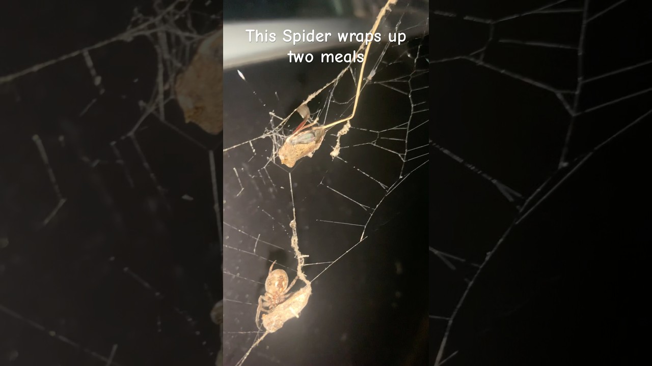 Why Do Spiders Wrap Their Food in Silk?! 😱 Real or AI? 🕷️ #shorts #realorai #spidersquad #spider