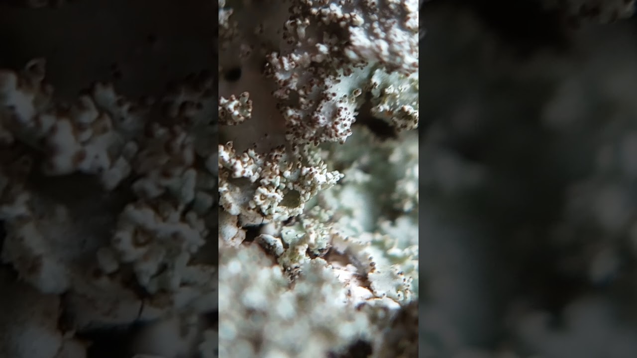 How do lichens Reproduce?  One way is from asexual reproduction. #short #lichens #lichen