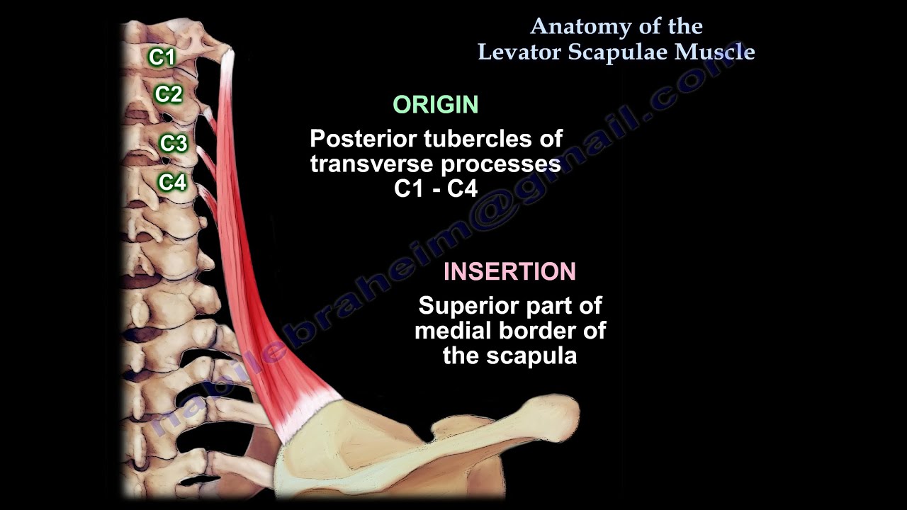 Anatomy Of The Levator Scapulae Muscle - Everything You Need To Know - Dr. Nabil Ebraheim