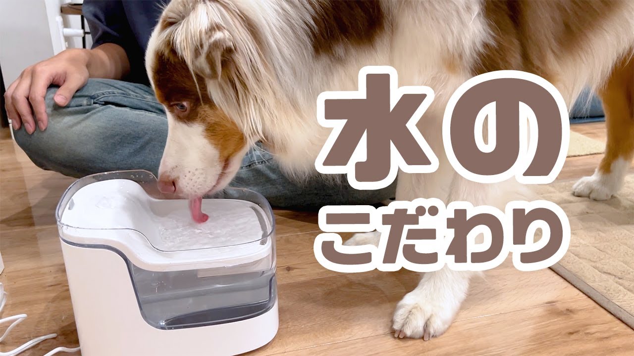 お水にこだわりが強い弟犬ガルチェロが意外で可愛い⛲🐕💕【Petgugu PF1 ヘルスモニタリング給水機】